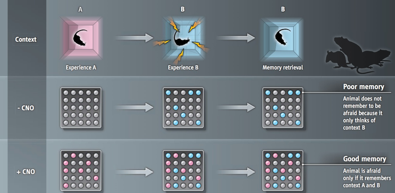 Illustration for article titled Science Brings Us One Step Closer to Implanting False Memories
